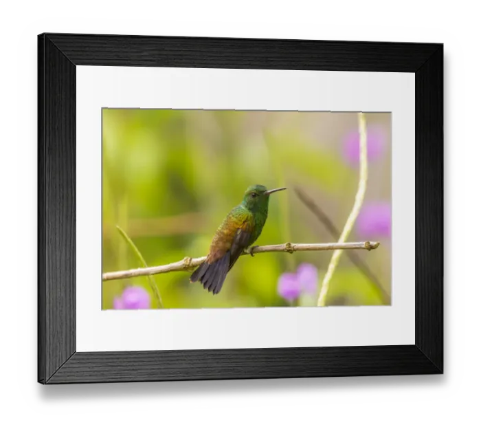 Framed Print : Caribbean, Trinidad, Asa Wright Nature Center. Copper-rumped hummingbird on limb Framed Print : Caribbean, Trinidad, Asa Wright Nature Center. Copper-rumped hummingbird on limb