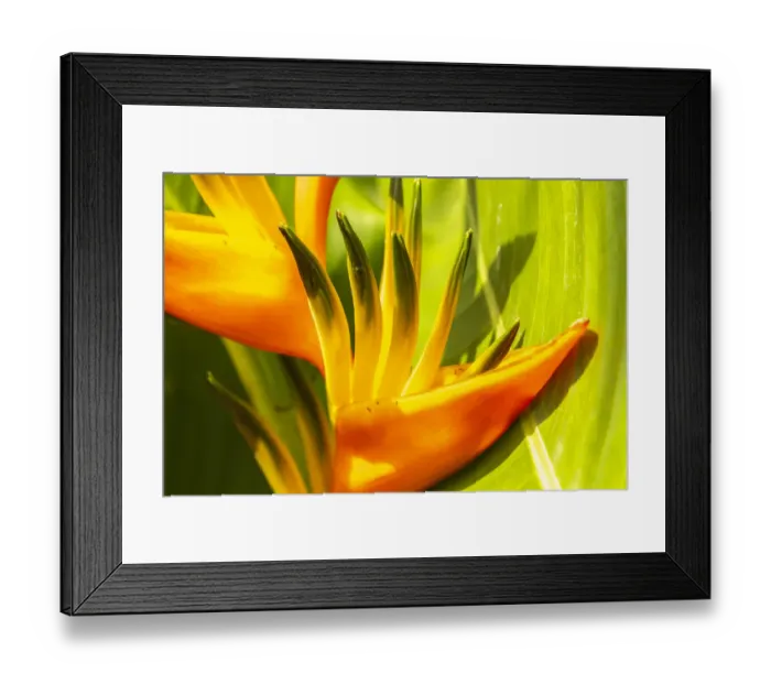 Framed Print : Caribbean, Trinidad, Asa Wright Nature Center. Bird of paradise blossom Framed Print : Caribbean, Trinidad, Asa Wright Nature Center. Bird of paradise blossom
