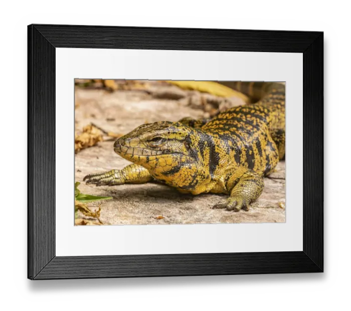 Framed Print : Caribbean, Trinidad, Asa Wright Nature Center. Tegu lizard close-up Framed Print : Caribbean, Trinidad, Asa Wright Nature Center. Tegu lizard close-up