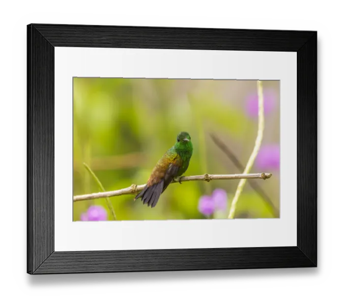 Framed Print : Caribbean, Trinidad, Asa Wright Nature Center. Copper-rumped hummingbird on limb
