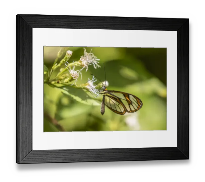 Framed Print : Caribbean, Trinidad, Asa Wright Nature Center. Agnosia clearwing butterfly feeding Framed Print : Caribbean, Trinidad, Asa Wright Nature Center. Agnosia clearwing butterfly feeding