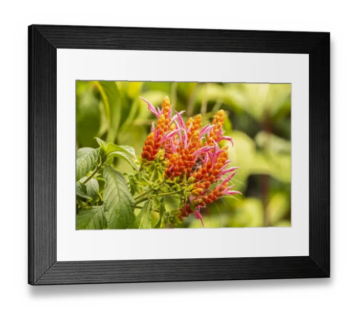 Framed Print : Caribbean, Trinidad, Asa Wright Nature Center. Orange and pink flower blossoms Framed Print : Caribbean, Trinidad, Asa Wright Nature Center. Orange and pink flower blossoms