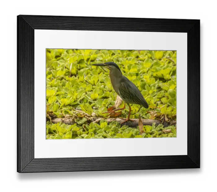 Framed Print : Caribbean, Trinidad. Striated heron close-up. Credit as