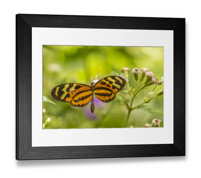 Framed Print : Caribbean, Trinidad, Asa Wright Nature Center. Butterfly feeding