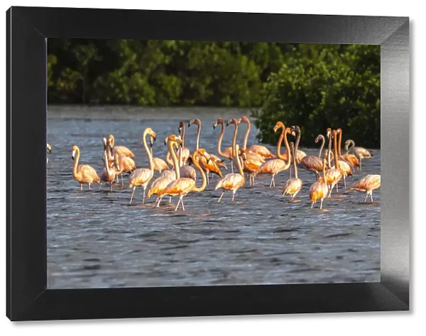 Caribbean, Trinidad, Caroni Swamp. American greater flamingoes in water