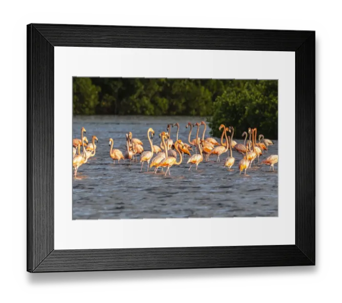 Framed Print : Caribbean, Trinidad, Caroni Swamp. American greater flamingoes in water Framed Print : Caribbean, Trinidad, Caroni Swamp. American greater flamingoes in water