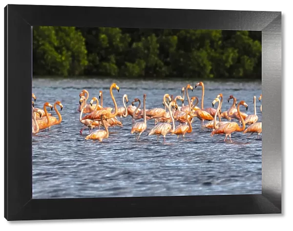 Caribbean, Trinidad, Caroni Swamp. American greater flamingos in water