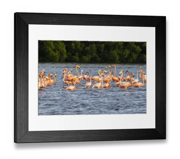 Framed Print : Caribbean, Trinidad, Caroni Swamp. American greater flamingos in water