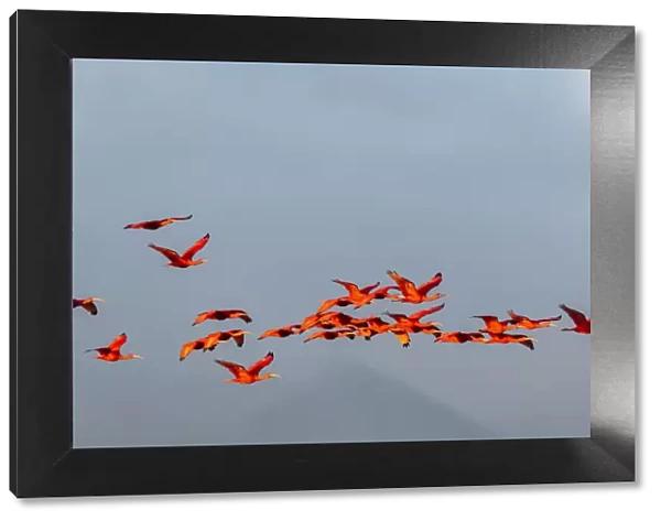Caribbean, Trinidad, Caroni Swamp. Scarlet ibis birds in flight