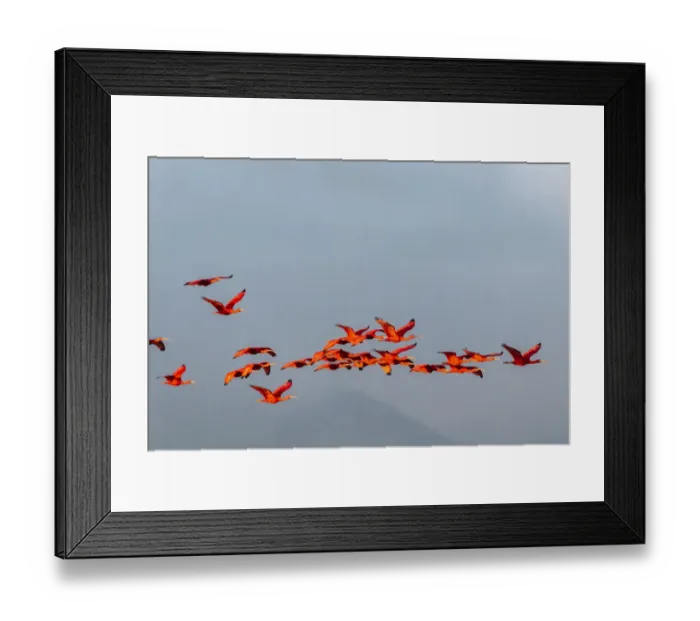 Framed Print : Caribbean, Trinidad, Caroni Swamp. Scarlet ibis birds in flight Framed Print : Caribbean, Trinidad, Caroni Swamp. Scarlet ibis birds in flight