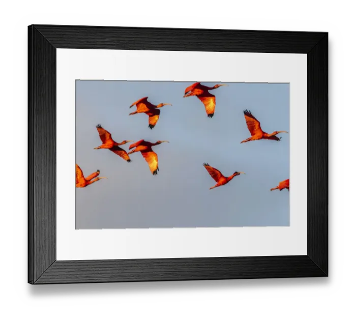 Framed Print : Caribbean, Trinidad, Caroni Swamp. Scarlet ibis birds in flight Framed Print : Caribbean, Trinidad, Caroni Swamp. Scarlet ibis birds in flight