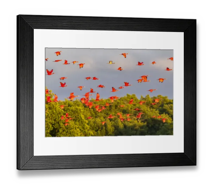 Framed Print : Caribbean, Trinidad, Caroni Swamp. Scarlet ibis birds in flight