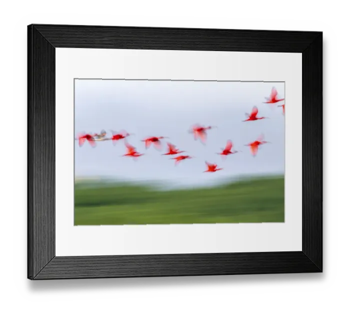 Framed Print : Caribbean, Trinidad, Caroni Swamp. Blur of scarlet ibis birds in flight Framed Print : Caribbean, Trinidad, Caroni Swamp. Blur of scarlet ibis birds in flight