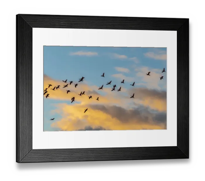 Framed Print : Caribbean, Trinidad, Caroni Swamp. Scarlet ibis birds in flight at sunset Framed Print : Caribbean, Trinidad, Caroni Swamp. Scarlet ibis birds in flight at sunset