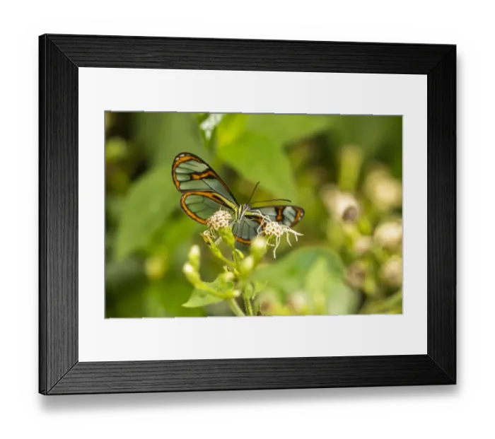 Framed Print : Caribbean, Trinidad, Asa Wright Nature Center. Agnosia clearwing butterfly feeding Framed Print : Caribbean, Trinidad, Asa Wright Nature Center. Agnosia clearwing butterfly feeding