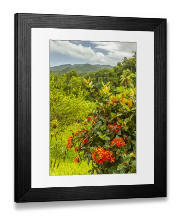 Framed Print : Caribbean, Trinidad. Tropical jungle landscape with flowers