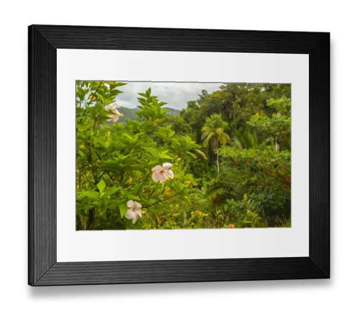 Framed Print : Caribbean, Trinidad. Tropical jungle landscape with hibiscus flowers Framed Print : Caribbean, Trinidad. Tropical jungle landscape with hibiscus flowers
