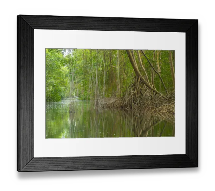 Framed Print : Caribbean, Trinidad. Caroni Swamp scenic. Credit as: Cathy Framed Print : Caribbean, Trinidad. Caroni Swamp scenic. Credit as: Cathy