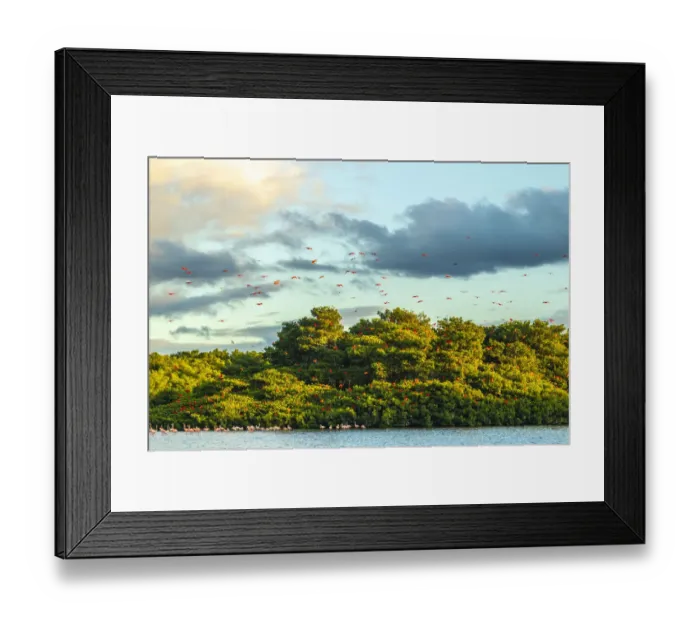 Framed Print : Caribbean, Trinidad, Caroni Swamp. Scarlet ibis birds in flight and flamingos in water Framed Print : Caribbean, Trinidad, Caroni Swamp. Scarlet ibis birds in flight and flamingos in water