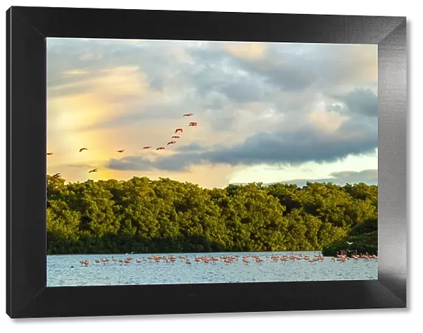 Caribbean, Trinidad, Caroni Swamp. Scarlet ibis birds in flight and flamingos in water