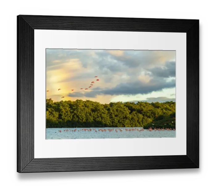 Framed Print : Caribbean, Trinidad, Caroni Swamp. Scarlet ibis birds in flight and flamingos in water Framed Print : Caribbean, Trinidad, Caroni Swamp. Scarlet ibis birds in flight and flamingos in water