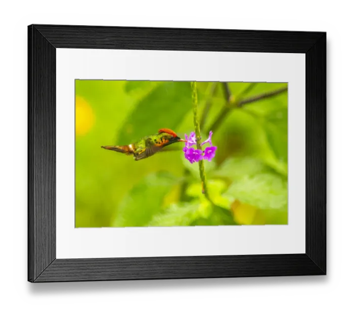 Framed Print : Caribbean, Trinidad, Asa Wright Nature Center. Female tufted coquette hummingbird feeding Framed Print : Caribbean, Trinidad, Asa Wright Nature Center. Female tufted coquette hummingbird feeding