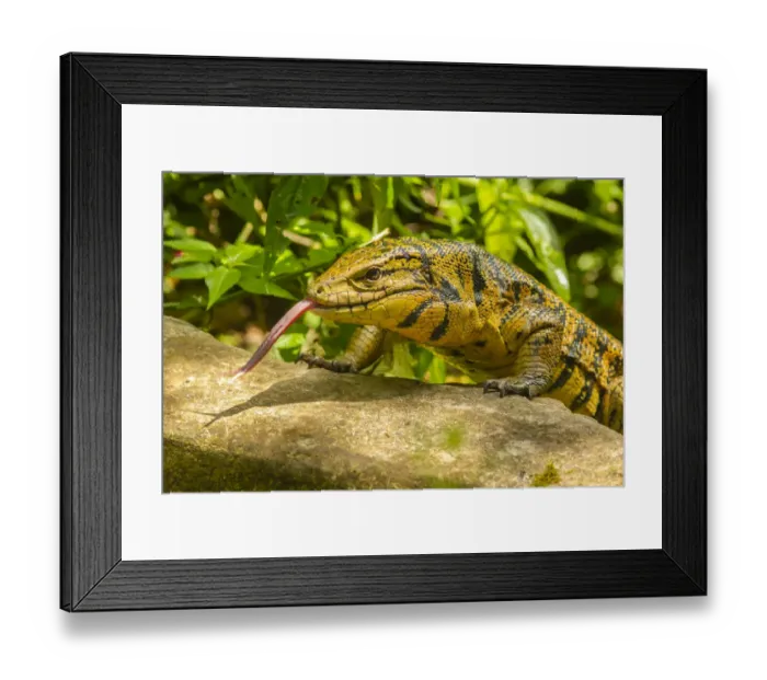 Framed Print : Caribbean, Trinidad, Asa Wright Nature Center. Tegu lizard close-up Framed Print : Caribbean, Trinidad, Asa Wright Nature Center. Tegu lizard close-up