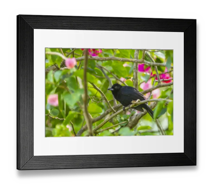 Framed Print : Caribbean, Trinidad, Asa Wright Nature Center. Male white-lined tanager bird on limb Framed Print : Caribbean, Trinidad, Asa Wright Nature Center. Male white-lined tanager bird on limb