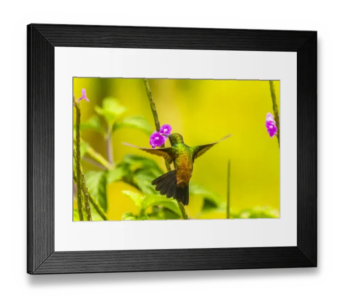Framed Print : Caribbean, Trinidad, Asa Wright Nature Center. Copper-rumped hummingbird feeding Framed Print : Caribbean, Trinidad, Asa Wright Nature Center. Copper-rumped hummingbird feeding