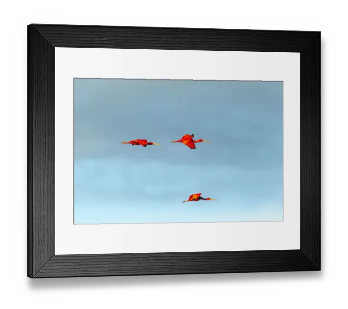 Framed Print : Caribbean, Trinidad, Caroni Swamp. Scarlet ibis birds in flight Framed Print : Caribbean, Trinidad, Caroni Swamp. Scarlet ibis birds in flight