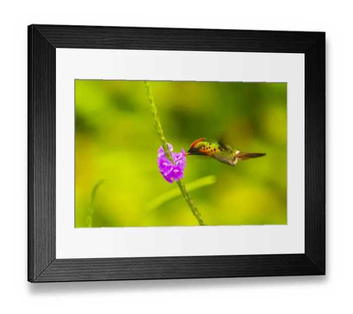 Framed Print : Caribbean, Trinidad, Asa Wright Nature Center. Female tufted coquette hummingbird feeding Framed Print : Caribbean, Trinidad, Asa Wright Nature Center. Female tufted coquette hummingbird feeding