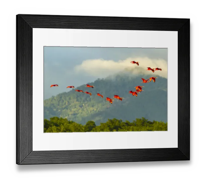 Framed Print : Caribbean, Trinidad, Caroni Swamp. Scarlet ibis birds in flight