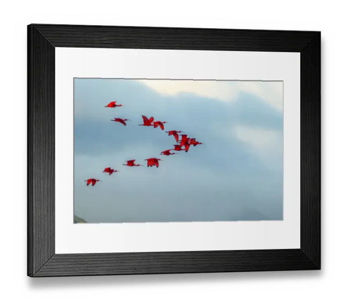 Framed Print : Caribbean, Trinidad, Caroni Swamp. Scarlet ibis birds in flight