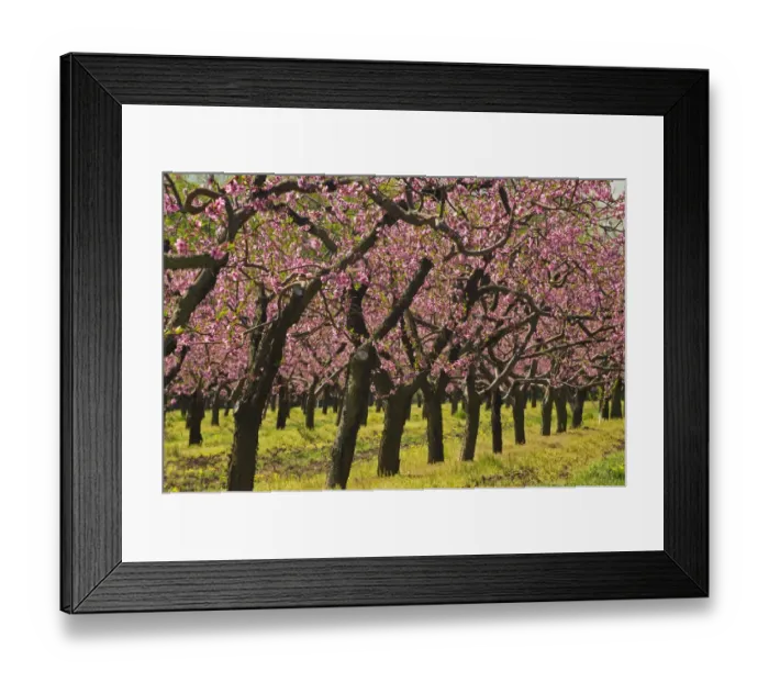 Framed Print : Canada, Ontario, Grimsby. Peach orchard blooming in spring Framed Print : Canada, Ontario, Grimsby. Peach orchard blooming in spring