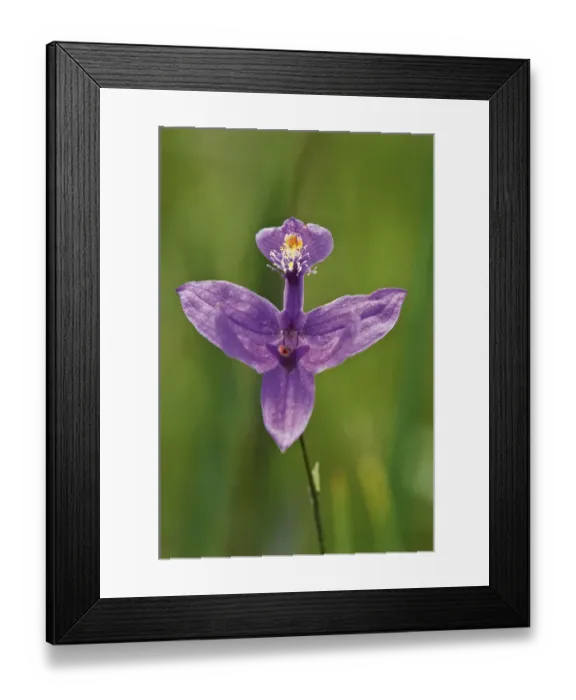 Framed Print : Canada, Ontario, Bruce Peninsula National Park. Grass pink orchid close-up