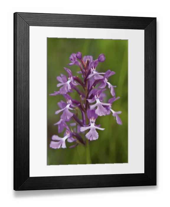 Framed Print : Canada, Ontario, Bruce Peninsula National Park. Small purple fringed orchids close-up Framed Print : Canada, Ontario, Bruce Peninsula National Park. Small purple fringed orchids close-up