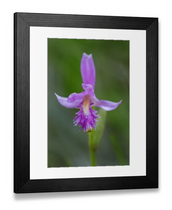 Framed Print : Canada, Ontario, Bruce Peninsula National Park. Dragons mouth orchid close-up