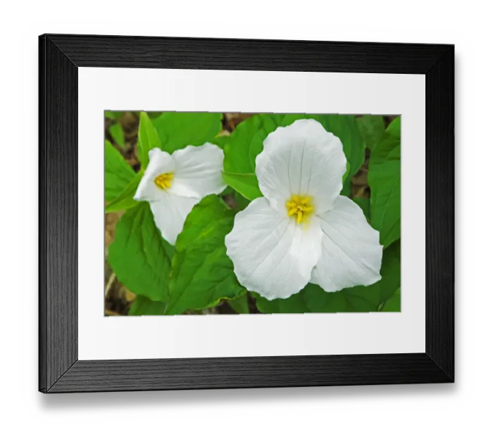 Framed Print : Canada, Ontario, Horseshoe Lake. Large-flowered trillium Framed Print : Canada, Ontario, Horseshoe Lake. Large-flowered trillium