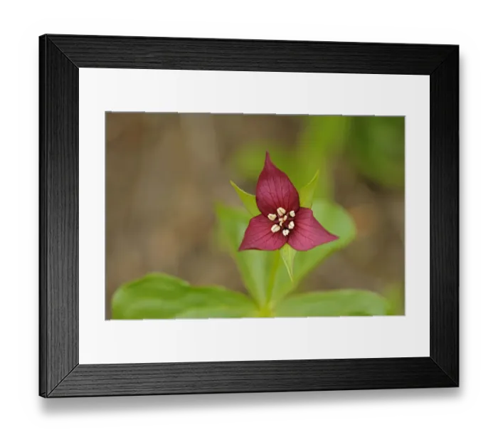 Framed Print : Canada, Ontario, Algonquin Provincial Park. Red trillium flower close-up Framed Print : Canada, Ontario, Algonquin Provincial Park. Red trillium flower close-up
