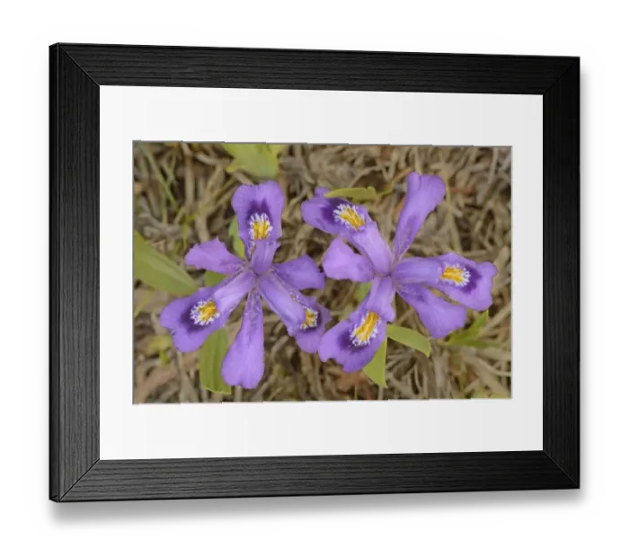 Framed Print : Canada, Ontario, Tobermory. Dwarf lake iris flower close-up Framed Print : Canada, Ontario, Tobermory. Dwarf lake iris flower close-up