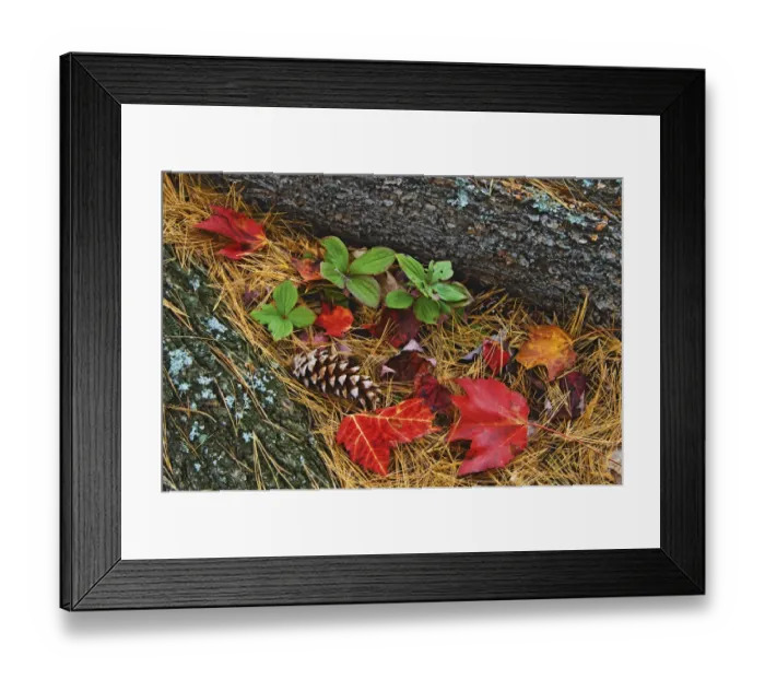 Framed Print : Canada, Ontario, Tyson Lake. Vegetation and log on forest floor Framed Print : Canada, Ontario, Tyson Lake. Vegetation and log on forest floor
