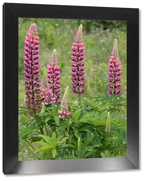 Canada, Ontario, Killarney District. Lupines blossoms close-up