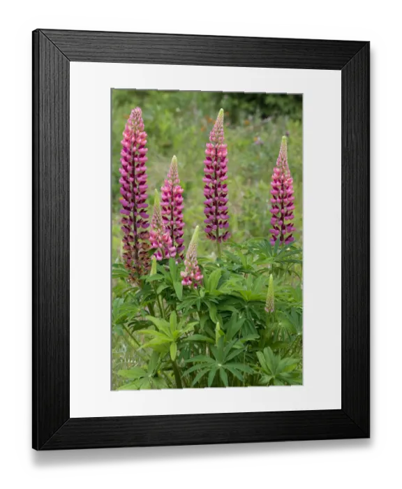 Framed Print : Canada, Ontario, Killarney District. Lupines blossoms close-up