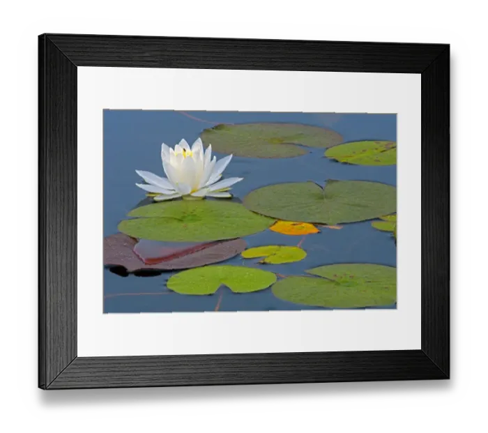 Framed Print : Canada, Ontario, Killarney Provincial Park. American white water lily flower and pads