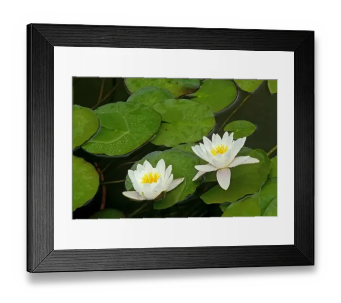 Framed Print : Canada, Ontario, Whitefish. American white water lily flower and pads