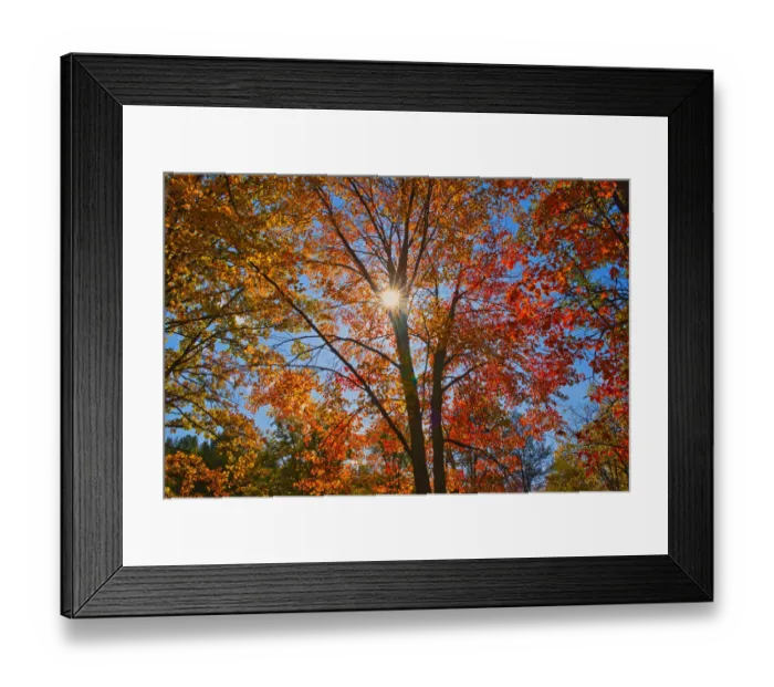 Framed Print : Canada, Ontario, Chutes Provincial Park. Sunburst on autumn tree foliage