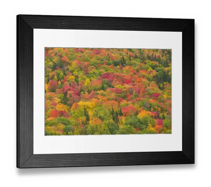 Framed Print : Canada, Nova Scotia, Cape Breton Island. Forest in autumn foliage Framed Print : Canada, Nova Scotia, Cape Breton Island. Forest in autumn foliage