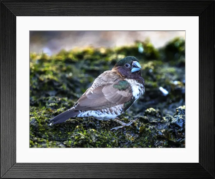 Framed Print : Society Finch Plumage Close-Up. Native of North America