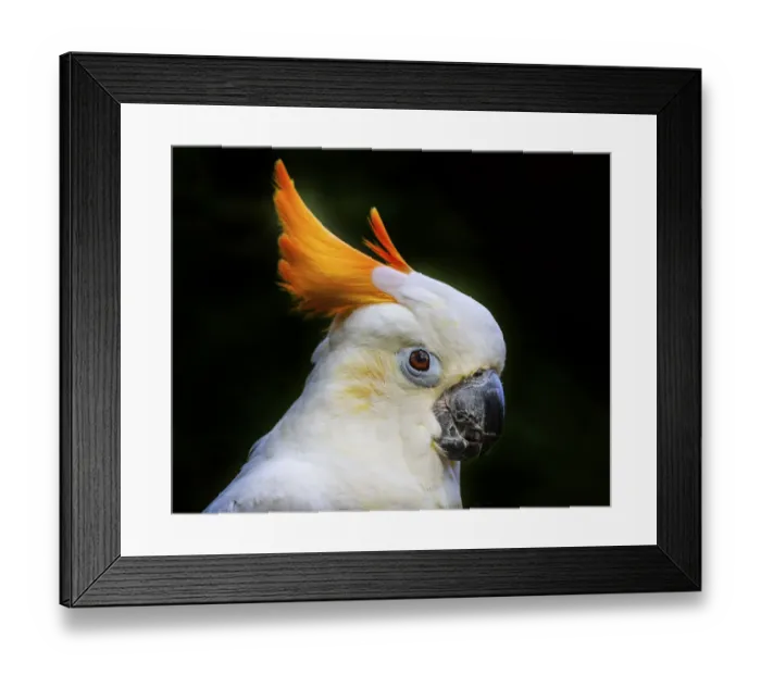Framed Print : Orange Crest Citron Crested Cockatoo. Medium sized cockatoo endangered species