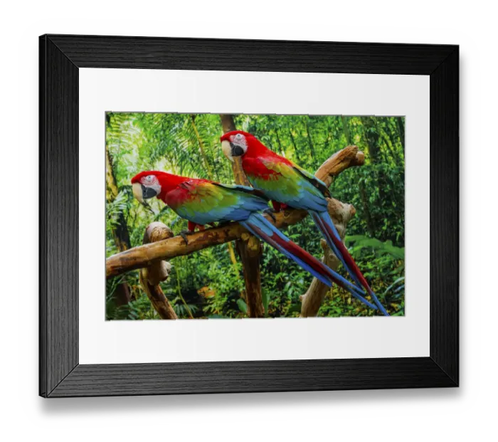 Framed Print : green Wing Macaws, Originally from South America Framed Print : green Wing Macaws, Originally from South America